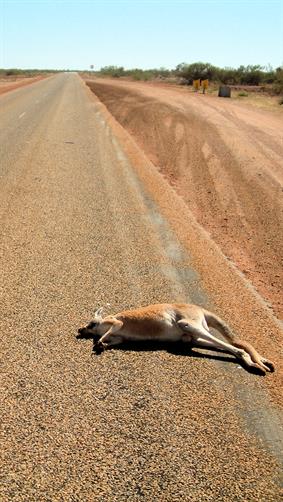 Road Kill Kangaroo, WA. 